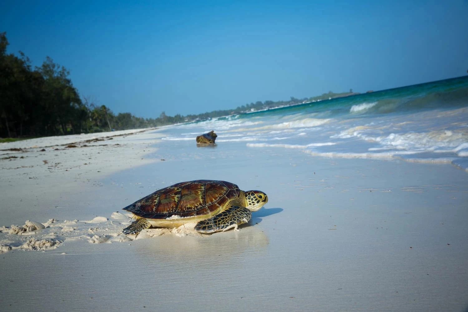 Turquoise waters and white sandy shores of Watamu Beach with coral reefs and sandbanks under a clear tropical sky