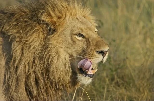 Kenya safari lion