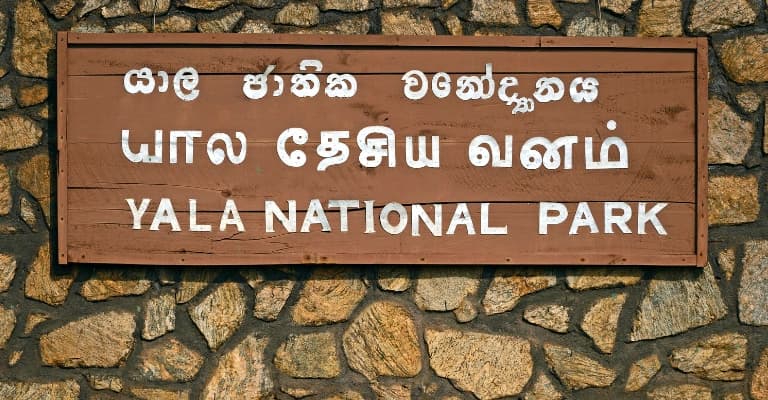 Leopard in Yala National Park with dry forest landscape in Sri Lanka safari