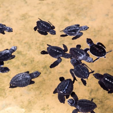 Sea turtle conservation and hatchery in Kosgoda, Sri Lanka