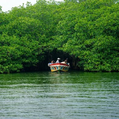 Madu Ganga river safari through lush mangrove forests