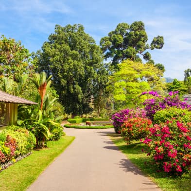 Royal Botanical Gardens in Peradeniya with tropical flora and landscaped grounds