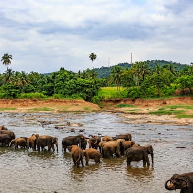 Rescued elephants at Pinnawala Elephant Orphanage in Sri Lanka