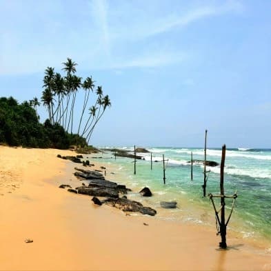 Golden sands and palm trees at Koggala Beach