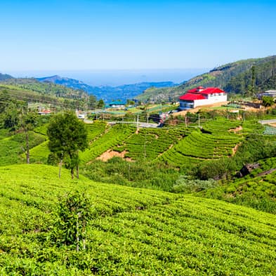 Nuwara Eliya tea plantations and colonial hill station landscapes in Sri Lanka