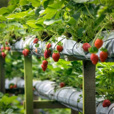 Strawberry gardens in Nuwara Eliya surrounded by cool-climate landscapes