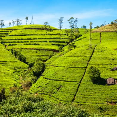 Tea plantation visit in Nuwara Eliya with rolling green hills and tea estates