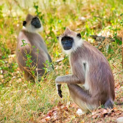 Wildlife safari landscape at Kaudulla National Park
