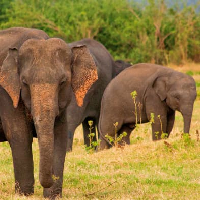Elephants gathering at Minneriya National Park in Sri Lanka