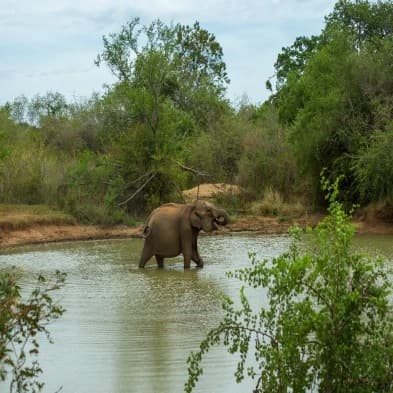 Open grasslands and elephants in Udawalawe National Park