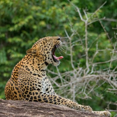 Leopard safari and wildlife scenery in Yala National Park