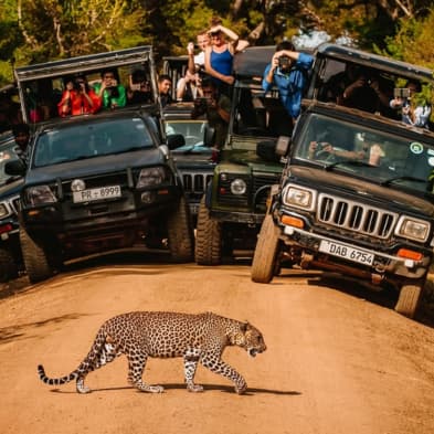 Yala National Park safari landscape with wildlife in Sri Lanka