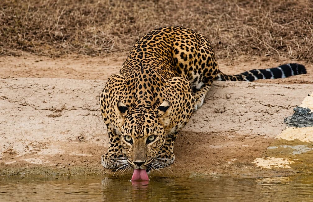 Wildlife safari landscape in Yala National Park, Sri Lanka