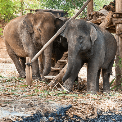 Elephant Sanctuary in Chiang Mai with rescued elephants