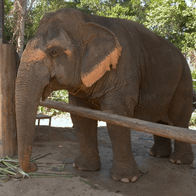 Samui Elephant Sanctuary with rescued elephants