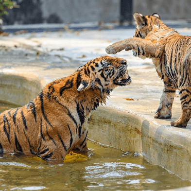 Tiger Topia Sriracha wildlife encounter near Pattaya