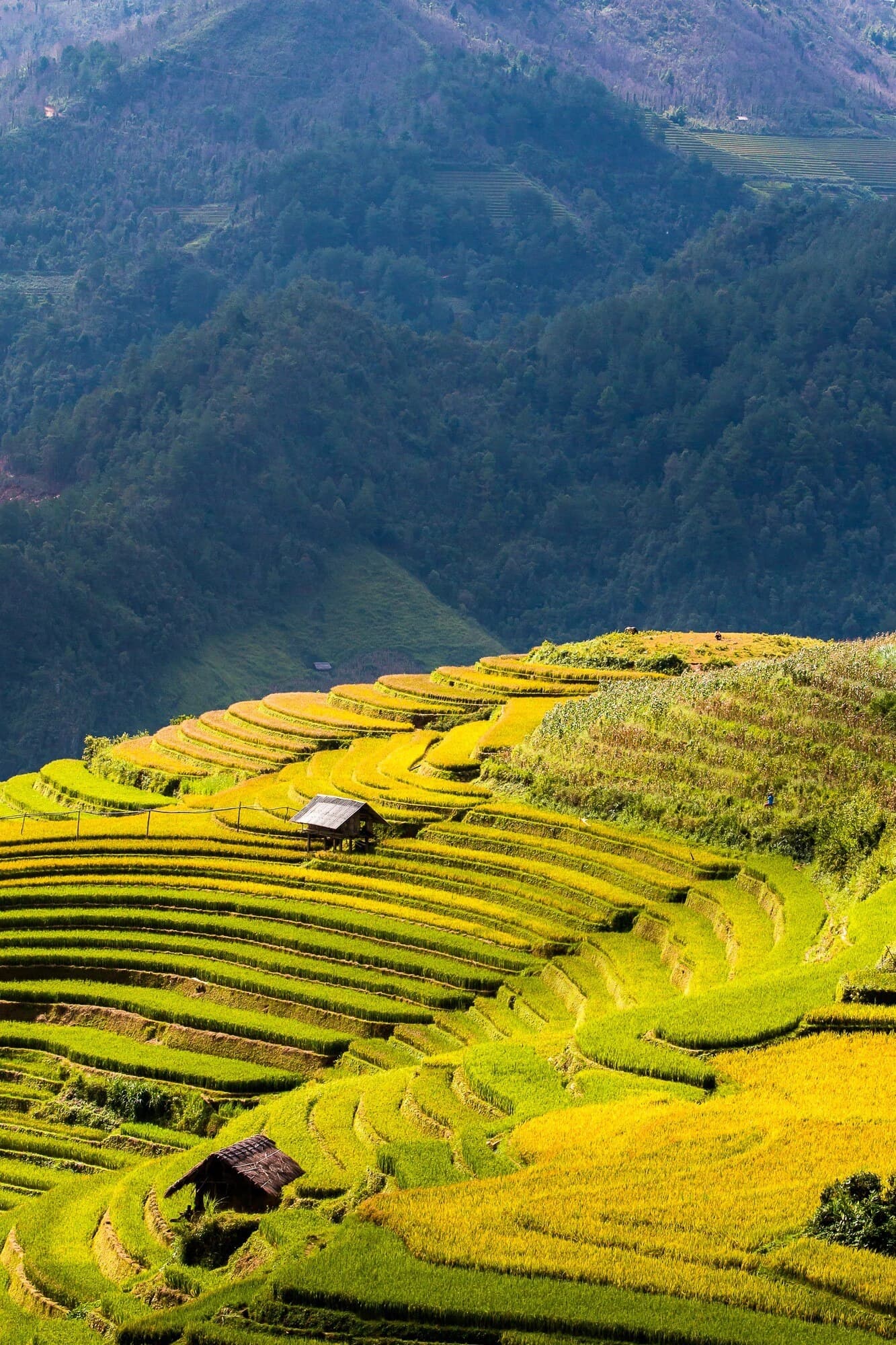 Terraced rice fields and mountain landscapes in Sa Pa, Vietnam