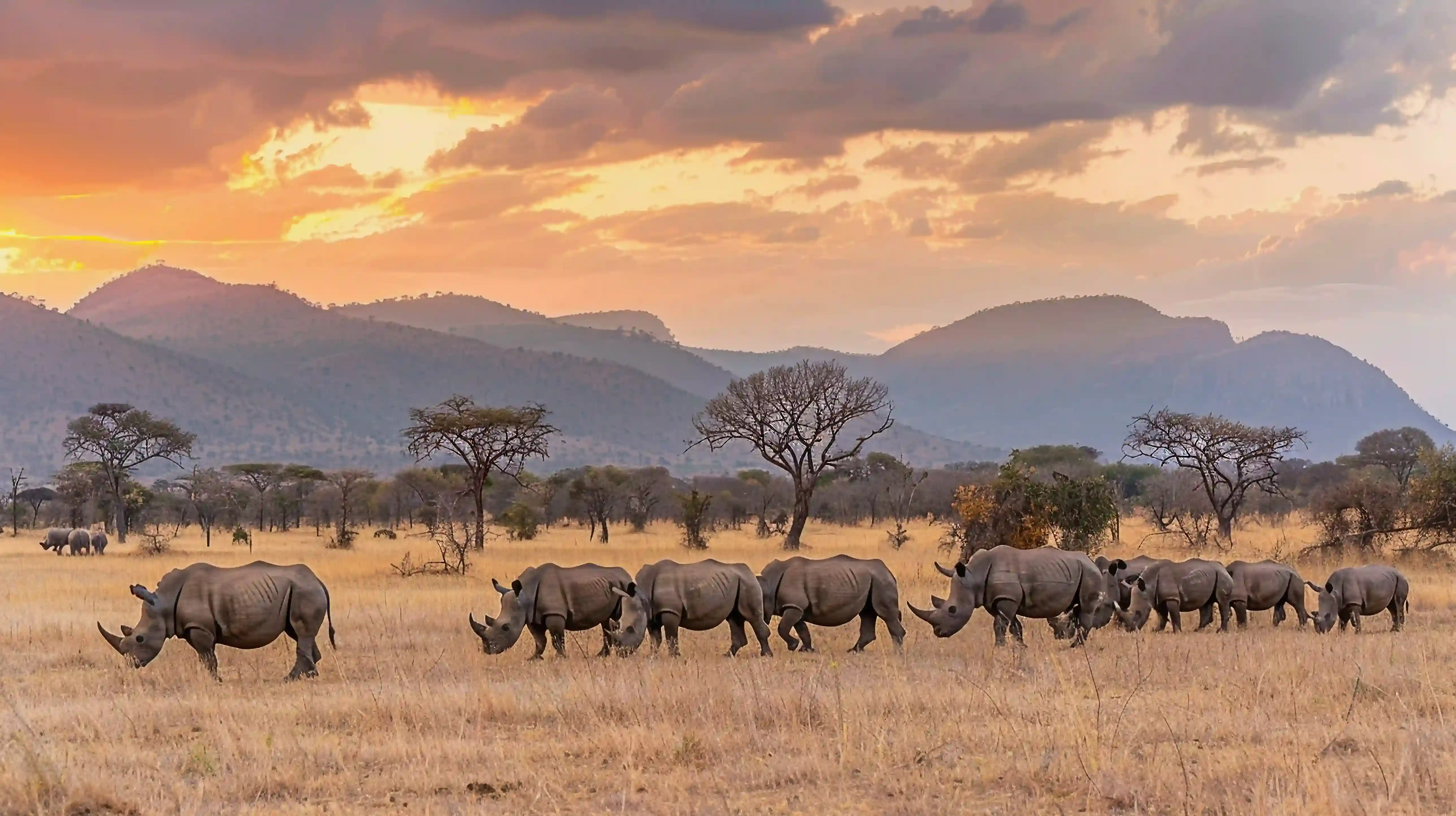 Iconic Kenya safari experiences with wildlife, national parks, and scenic landscapes