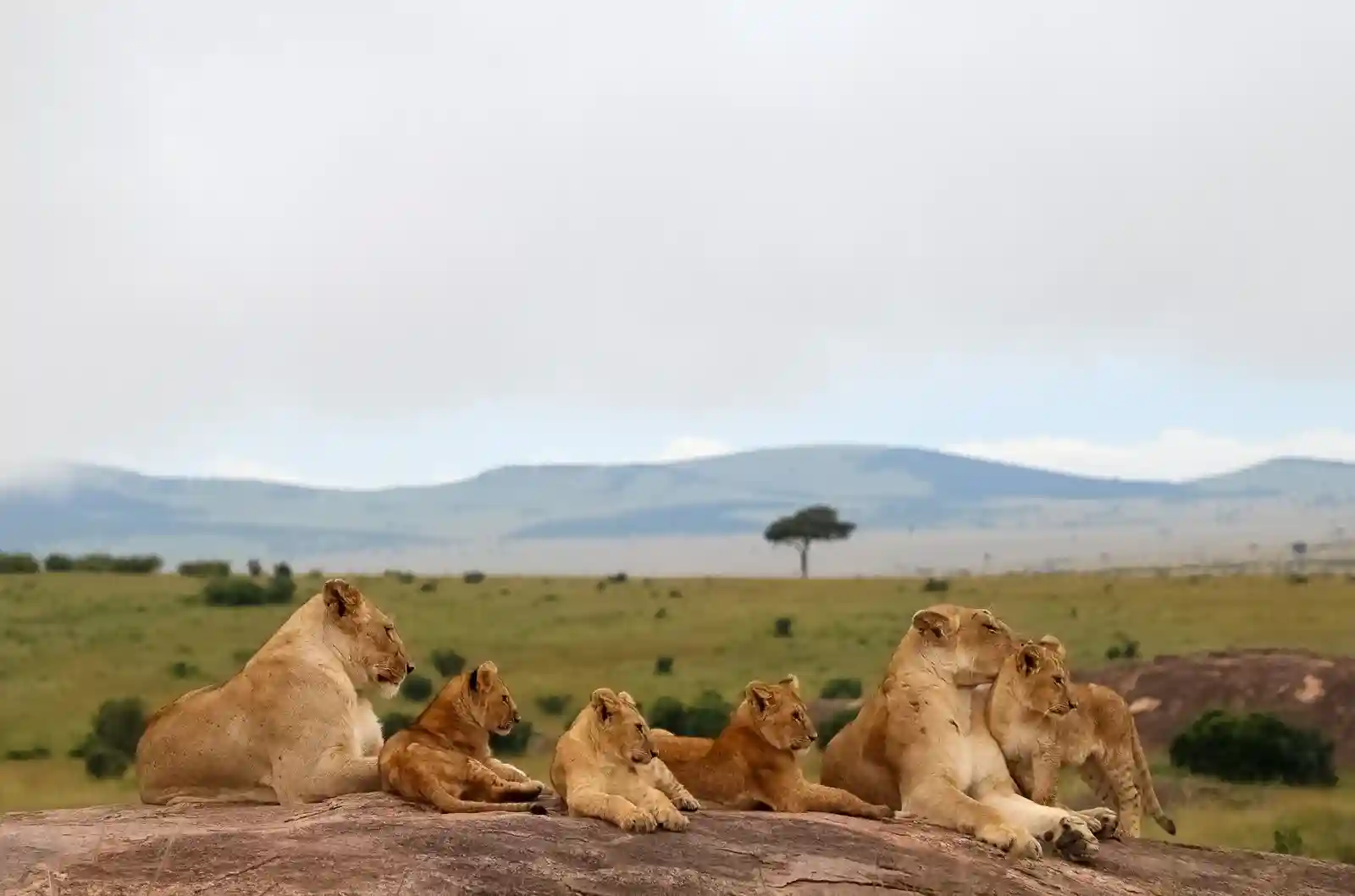 Kenya safari landscape with wildlife in open savannah showcasing top safari experiences in Maasai Mara