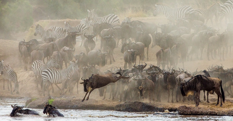 Best Time to Visit Masai Mara for the Great Migration