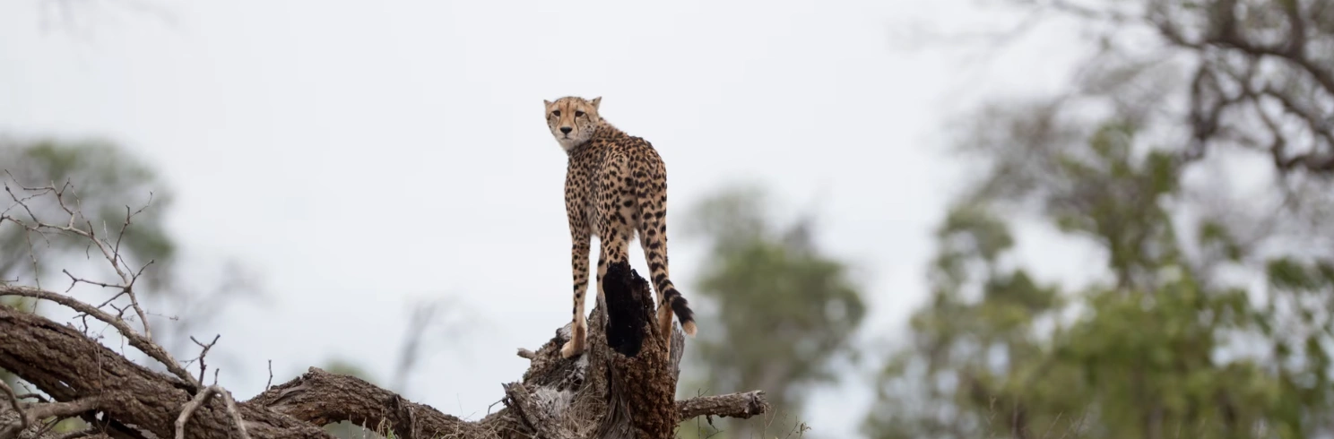 Kenya Safari Tour Package: Nairobi to Masai Mara Itinerary