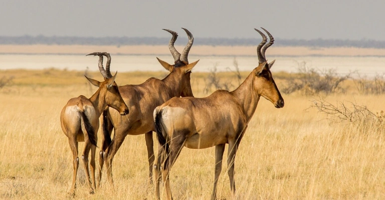 Maasai Mara National Reserve: Tickets, Entry Fees & Park Rules
