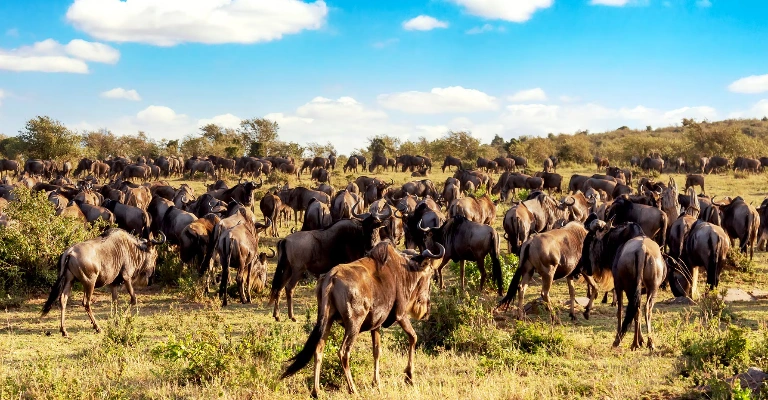 Masai Mara Safari Packages: The Complete 2026 Guide