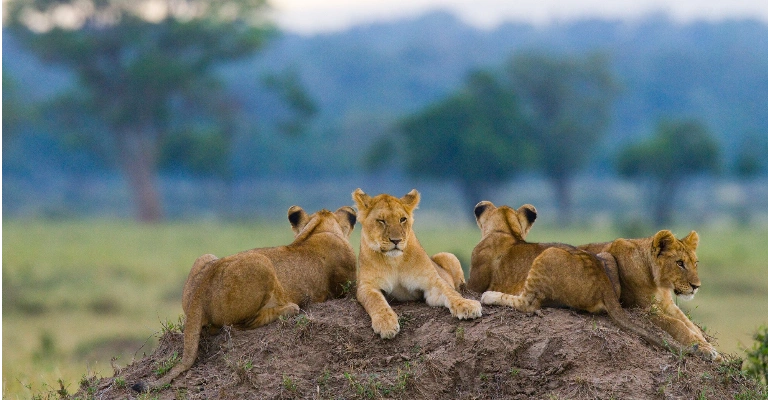 Masai Mara Trip Cost from India: 2026 Price Breakdown